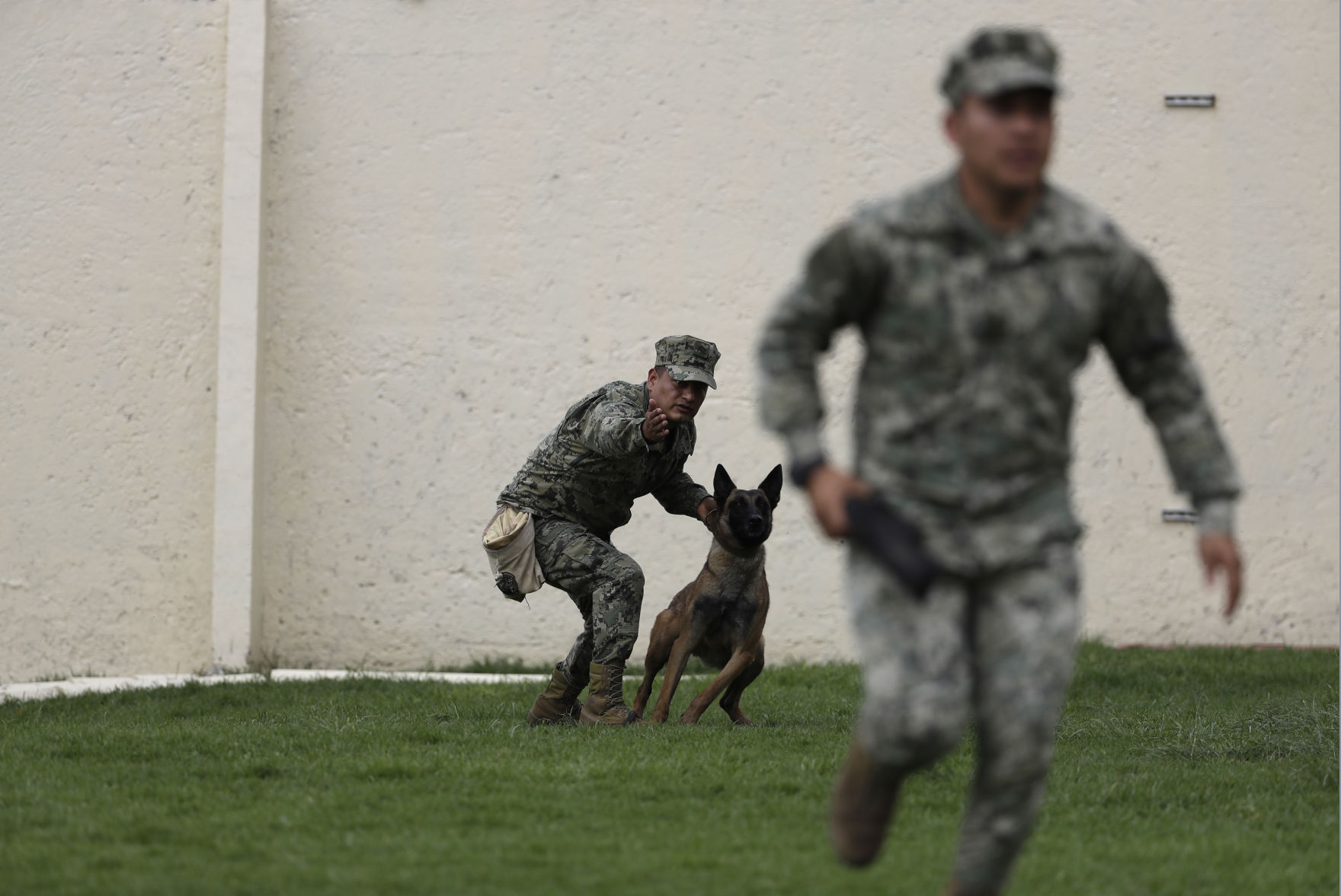 Mexico Quake Rescue Dog